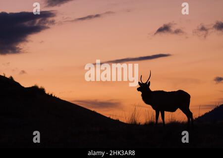 Young Bull elk silhouette Stock Photo