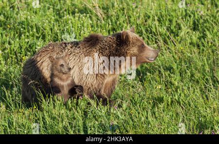 Grizzly bear sow with curious cub Stock Photo