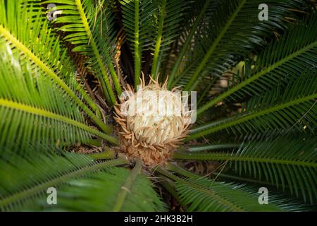 Queen Sago Palm Cycas Rumphii Female Seeds Stock Photo - Alamy