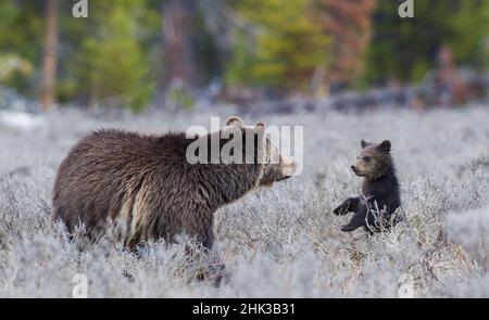 Grizzly bear sow with curious cub Stock Photo