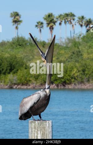 Brown Pelican yawning, Florida Stock Photo