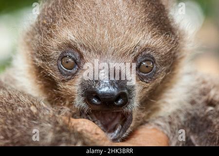 The juvenile two-toed sloth has beautiful eyes. Stock Photo