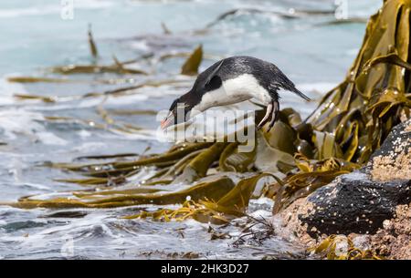 Rockhopper Penguin  (Eudyptes chrysocome), subspecies  western rockhopper penguin (Eudyptes chrysocome chrysocome). Climbing down the cliffs to jump i Stock Photo