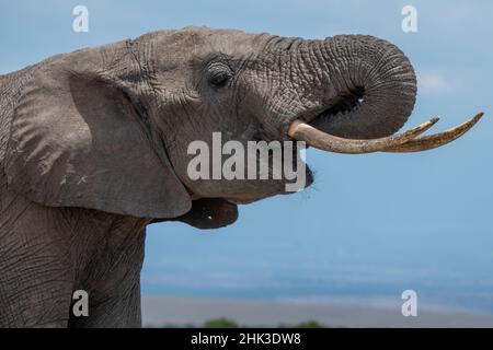 Africa, Kenya, Laikipia Plateau, Northern Frontier District, Ol Pejeta Conservancy. African elephant drinking. Stock Photo