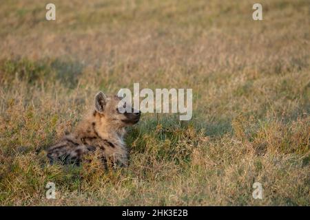 Africa, Kenya, Laikipia Plateau, Ol Pejeta Conservancy. Young spotted hyena in grassland habitat. Stock Photo