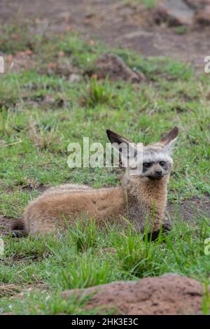 Africa, Kenya, Northern Serengeti Plains, Maasai Mara. Bat-eared fox. Stock Photo