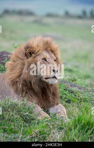 Africa, Kenya, Northern Serengeti Plains, Maasai Mara. Male lion Stock Photo