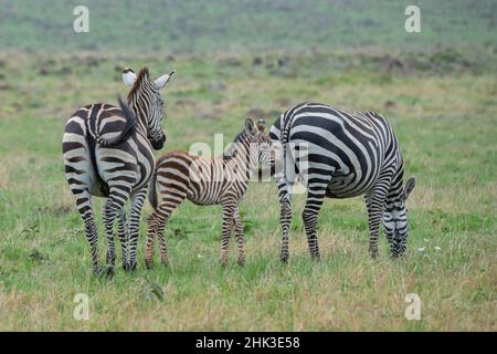 Africa, Kenya, Serengeti Plains, Maasai Mara. Burchell's zebra Mares and new foal. Stock Photo