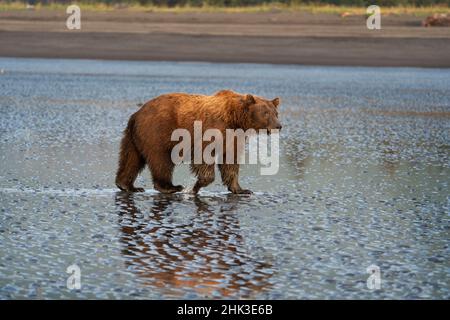 USA, Alaska, Lake Clark National Park. Grizzly bear sow searching for clams at sunrise.