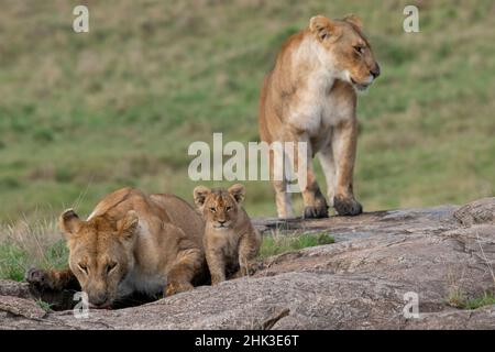 Africa, Kenya, Northern Serengeti Plains, Maasai Mara. Lioness drinking with cub Stock Photo