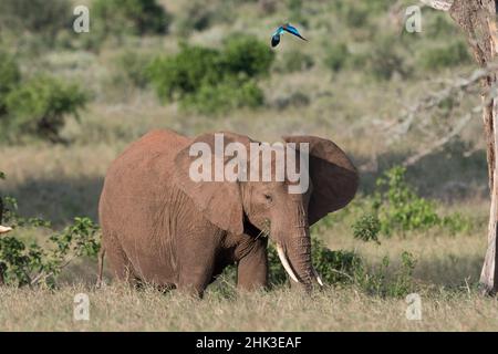 An African elephant calf (Loxodonta africana), Lualenyi, Tsavo, Kenya. Stock Photo
