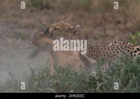 Cheetah (Acinonyx jubatus) hunting blue wildebeest (Connochaetes taurinus), Ndutu, Ngorongoro Conservation Area, Serengeti, Tanzania. Stock Photo