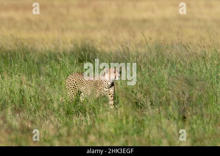 A cheetah, Acinonyx jubatus, walks in the tall grass, Seronera, Serengeti National Park, Tanzania. Stock Photo