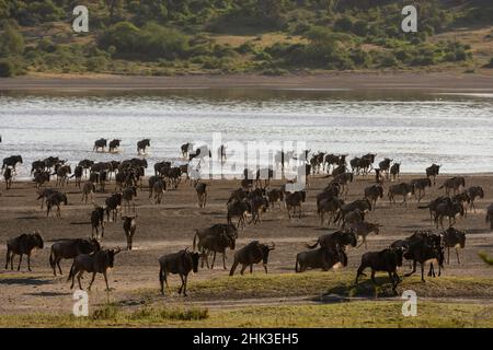 Migrating wildebeest, Connochaetes tautinus, crossing the lake Ndutu, Ngorongoro Conservation Area, Serengeti, Tanzania. Stock Photo