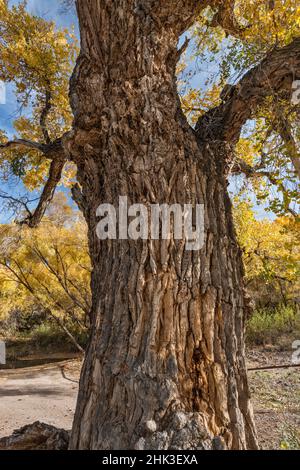 Bark on old cottonwood tree trunk, near Gila River and Old Safford Bridge, Gila Box Riparian National Conservation Area, near Clifton, Arizona, USA Stock Photo