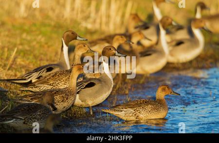 Northern pintails at first light Stock Photo