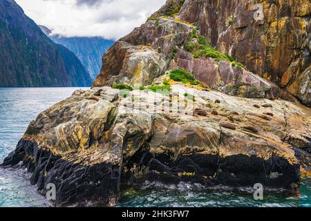 Southern fur seals, Milford Sound, Fiordland National Park, South Island, New Zealand Stock Photo