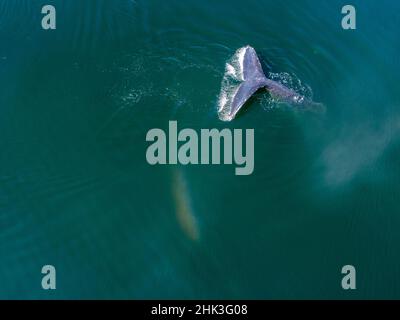 USA, Alaska, Aerial view Humpback Whale (Megaptera novaeangliae) diving at surface of Frederick Sound on summer afternoon Stock Photo