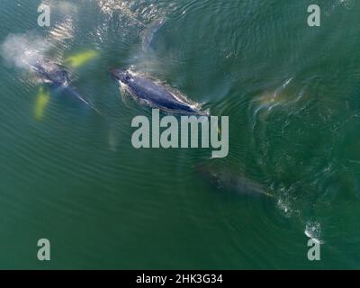 USA, Alaska, Aerial view of Humpback Whales (Megaptera novaeangliae) diving from surface of Frederick Sound on summer afternoon Stock Photo
