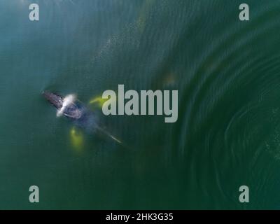 USA, Alaska, Aerial view of Humpback Whale (Megaptera novaeangliae) spout while breathing at surface of Frederick Sound on summer afternoon Stock Photo