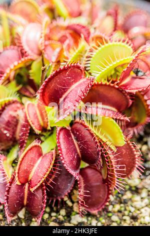 VENUS FLYTRAP GIANTS Dionaea muscipula