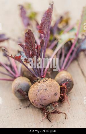 Freshly harvested 'Pablo F1' red beets. Stock Photo
