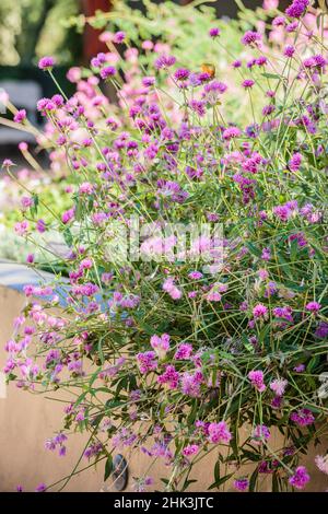 Globe amaranth (Gomphrena globosa) 'Fireworks', drought-resistant annual flower.