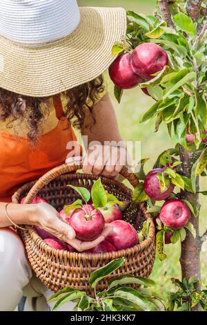 Woman picking apples from a columnar apple tree 'Cheverny'. Stock Photo