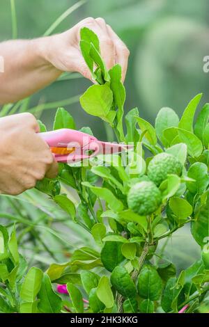 Shorten a straight shoot of combava (Citrus hystrix) with pruning shears. Stock Photo