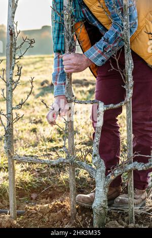 Man pruning a pear tree in winter. Stock Photo