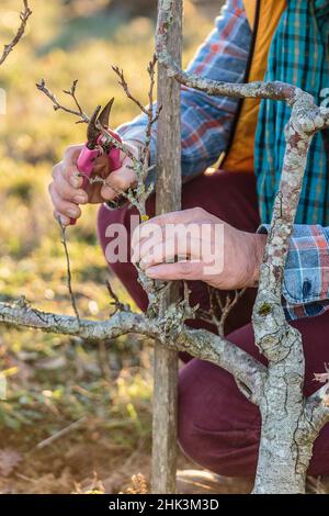 Man pruning a pear tree in winter. Stock Photo