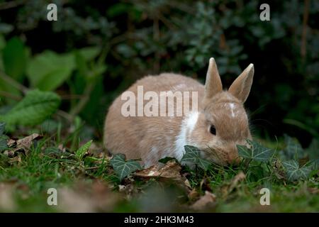 Pet rabbits Netherland Dwarf Stock Photo