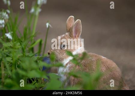 Pet rabbits Netherland Dwarf Stock Photo