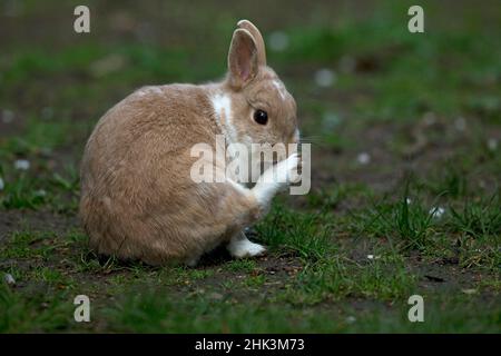 Pet rabbits Netherland Dwarf Stock Photo