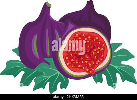 Set of fresh sweet tasty fig fruits. Whole and cut fruits with leaves and seeds. Bright exotic plant. Food vector flat illustration Stock Vector