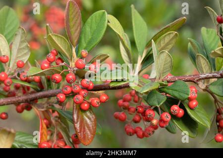 Milkflower cotoneaster (Cotoneaster lacteus) fruits and leaves Stock Photo