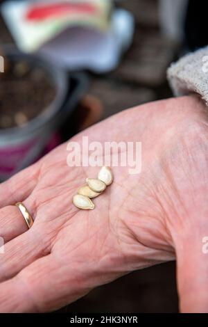 Woman sowing organic courgette seeds 'San Pasquale' in cups, spring, Moselle, France Stock Photo