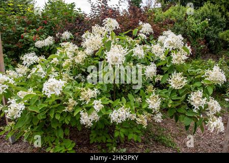 Panicled hydrangea (Hydrangea paniculata) in bloom in a garden, France, Finistere, summer Stock Photo