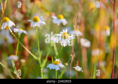 Chamomile (Matricaria chamomilla) flowers, Cotes-d'Armor, France Stock Photo