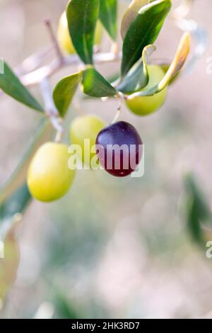 Olives on the tree in autumn, Gard, France Stock Photo