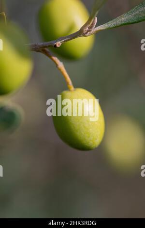 Green Olives on the tree in autumn, Gard, France Stock Photo