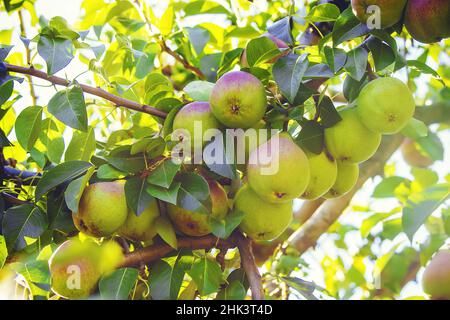 Pears on the tree. Selective focus. food and drink. Stock Photo