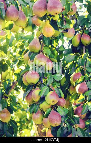 Pears on the tree. Selective focus. food and drink. Stock Photo