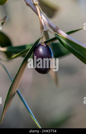 Ripe olive on Olive tree (Olea europaea), Bouches-du-Rhone, France Stock Photo