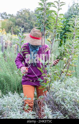 Woman performing structural pruning on a young apple tree. 1: Shorten the slanting branches. Stock Photo