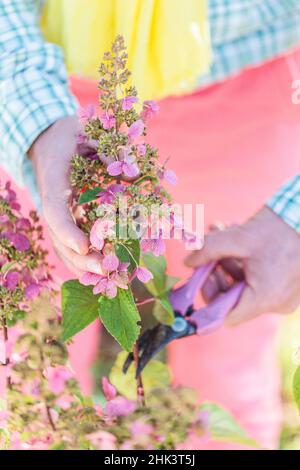Man pruning a Hydrangea paniculata ' Phantom' at the end of the season, in November. The old panicles are unsightly in winter. Stock Photo