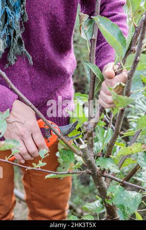 Woman performing structural pruning on a young apple tree. 2: Remove double arrows. Stock Photo