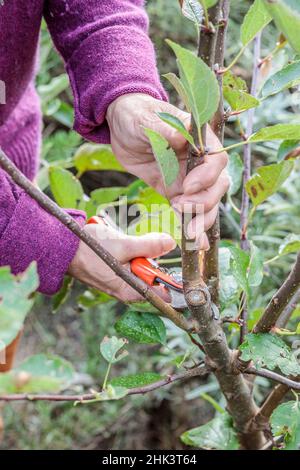 Woman performing structural pruning on a young apple tree. 2: Remove double arrows. Stock Photo