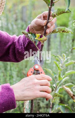 Woman performing structural pruning on a young apple tree. 3: Shorten the spire and other stems to obtain a harmonious shape. Stock Photo