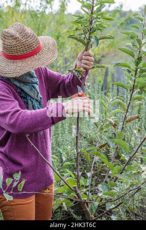 Woman performing structural pruning on a young apple tree. 3: Shorten the spire and other stems to obtain a harmonious shape. Stock Photo